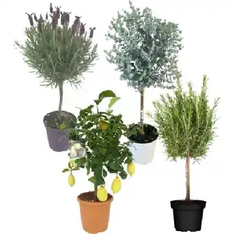OBI Mediterraner Sortenmix OBI Angebot