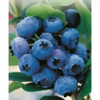 OBI Heidelbeeren Vaccinium Hortiblue Petite OBI Angebot