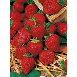 OBI Fragaria ana. Sorten Mix OBI Angebot