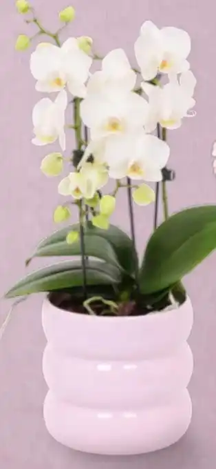 Billa Orchidee Blossoming Double Angebot