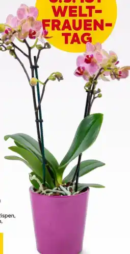 Billa Orchidee Multiflora Angebot