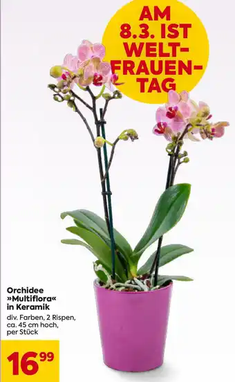 Billa Orchidee Multiflora Angebot