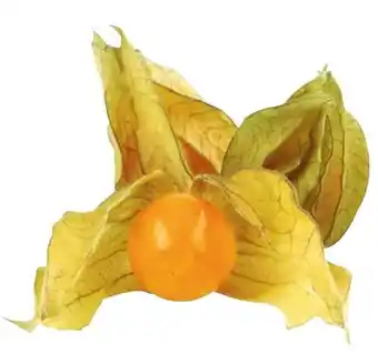 Transgourmet Physalis Angebot