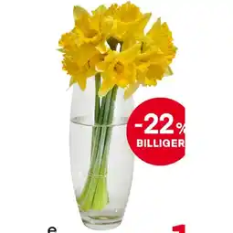 MPreis Englische Narzissen MPREIS Angebot