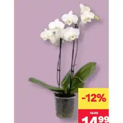 MPreis Phalaenopsis MPREIS Angebot