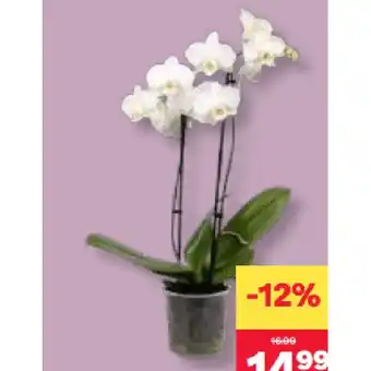 MPreis Phalaenopsis MPREIS Angebot