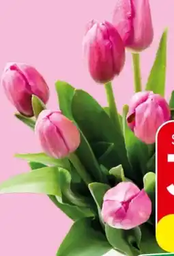 Spar Tulpen Angebot