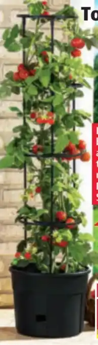 Norma Powertec Garden Tomatenturm Angebot