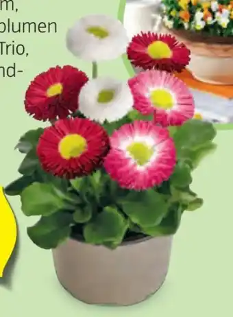 Hofer Beetpflanzen Angebot
