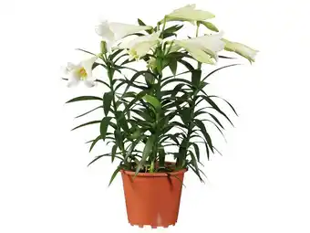 Lidl Lilien Longiflorum Lidl Angebot