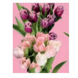 Lidl Tulpen gefranst Lidl Angebot