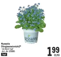 Metro Myosotis (Vergissmeinnicht)²) Angebot