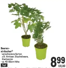 Metro Beeren- sträucher Angebot