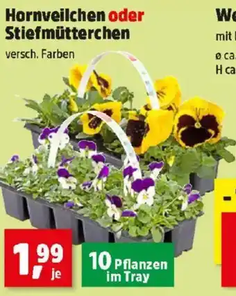 Thomas Philipps Hornveilchen oder Stiefmütterchen Angebot