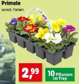 Thomas Philipps Primeln Angebot