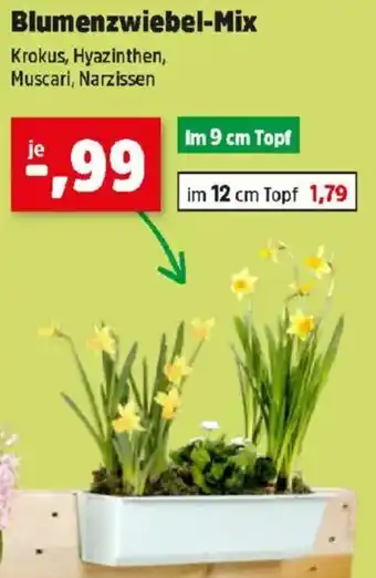 Thomas Philipps Blumenzwiebel-Mix Angebot