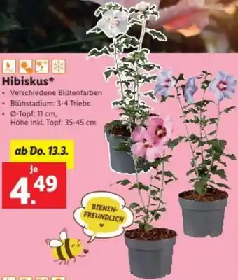 Lidl Hibiskus Angebot