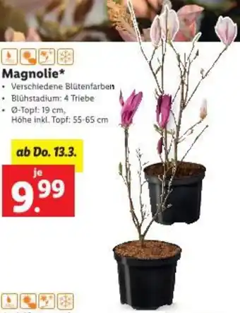 Lidl Magnolie Angebot