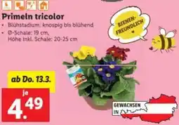 Lidl Primeln tricolor Angebot