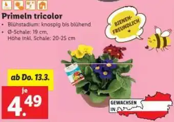 Lidl Primeln tricolor Angebot