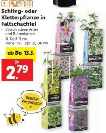 Lidl Schling- oder Kletterpflanze in Faltschachtel Angebot