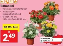 Lidl Ranunkel Angebot