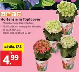 Lidl Hortensie in Topfcover Angebot