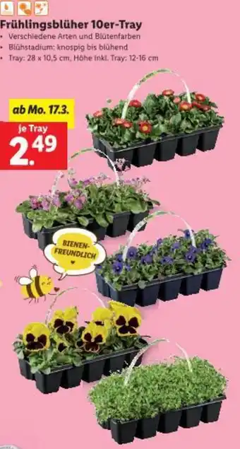 Lidl Frühlingsblüher Angebot