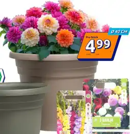 Action Blumentopf Angebot