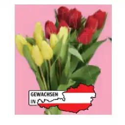 Lidl Tulpenstrauß einfärbig Lidl Angebot