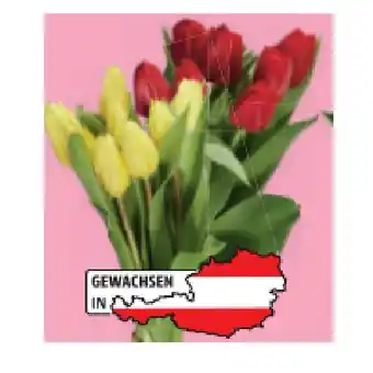 Lidl Tulpenstrauß einfärbig Lidl Angebot