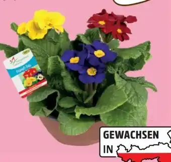 Lidl Primeln Trio Angebot