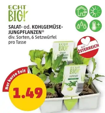 PENNY Salat- od. kohlgemüse- jungpflanzen Angebot