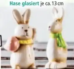 Norma Hase glasiert Angebot