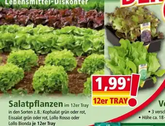 Norma Salatpflanzen Angebot