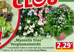 Norma Myosotis trios" vergissmeinnicht Angebot