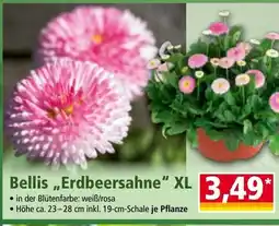 Norma Bellis „erdbeersahne" xl Angebot