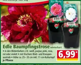 Norma Edle baumpfingstrose Angebot