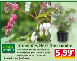 Norma Tränendes herz duo jumbo Angebot