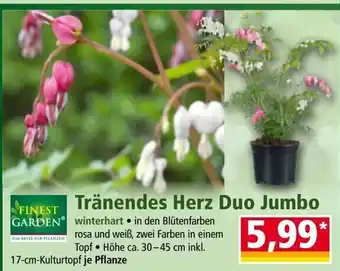 Norma Tränendes herz duo jumbo Angebot