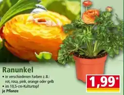 Norma Ranunkel Angebot