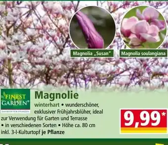 Norma Magnolie Angebot