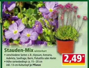 Norma Stauden-mix winterhart Angebot