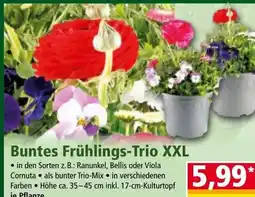 Norma Buntes frühlings-trio xxl Angebot