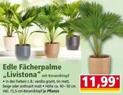 Norma Edle Fächerpalme Livistona Angebot