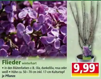 Norma Flieder winterhart Angebot