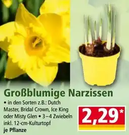 Norma Großblumige Narzissen Angebot