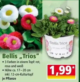 Norma Bellis Trios Angebot