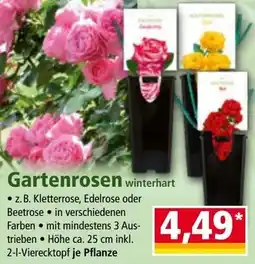 Norma Gartenrosen winterhart Angebot