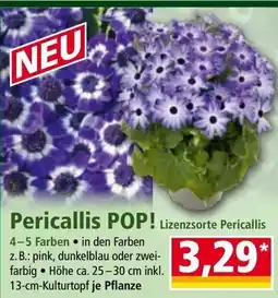 Norma Pericallis pop Angebot